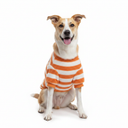 Chien beige veste orange